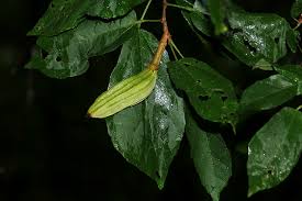 Image result for Glyphaea tomentosa