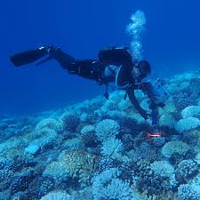 Reef development of hawaii inc. Satellites Keep Watch Over Global Reef Health In A World First