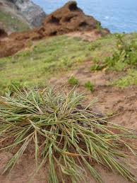 Image result for Panicum carneovaginatum