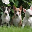 Bull Terrier Puppies for Sale from Reputable Dog Breeders