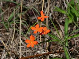 Image result for Tricliceras longepedunculatum