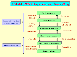 The Following Flow Chart Depicts The Struture Of Dna