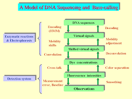 the following flow chart depicts the struture of dna