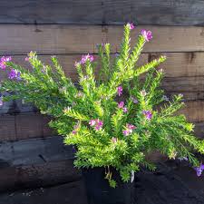 Image result for Polygala stenopetala