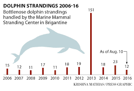 Dolphins Strandings 2006 16 Chart Pressofatlanticcity Com