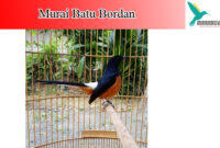 Ciri ciri burung murai bordan butuh informasi mengenai ciri fisik burung murai batu bordan yang dikenal memiliki memiliki bulu sangat indah silahkan baca penjelasan berikut. Motif Pola Ekor Murai Bordan