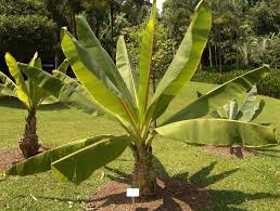 Image result for Ensete
