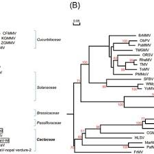 In 1961 virus was also detected in cultivated cactus in the externally they consist of chlorotic circles, rings and spots on the pads of prickly pear cactus (opuntia spp.) to a reddening of. Pdf Detection Of Co Infection Of Notocactus Leninghausii F Cristatus With Six Virus Species In South Korea