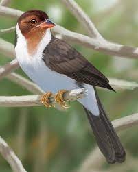 We did not find results for: Yellow Billed Cardinal Whatbird Com