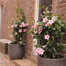 Sundaville World S No 1 Mandevilla Dipladenia Kletternde Blumen Schoner Blumengarten Pflanzen