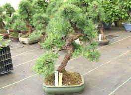Maybe you would like to learn more about one of these? Bonsai Zuchten Bonsaischule Wenddorf