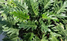 Tanaman perdu memiliki sebuah rumah yang sejuk dan asri menjadi dambaan banyak orang tentunya. 10 Jenis Tanaman Perdu Hias Yang Percantik Halaman Rumah Tokopedia Blog