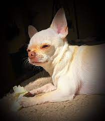 Pin By Debi Kelly On Chihuahua Love Chihuahua Love Chihuahua Puppies Chihuahua Dogs