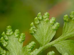 Image result for Lygodiaceae