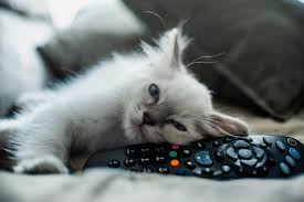 Felix, figaro and sylvester are good names for black and white cats. 160 Disney Cat Names Inspired By Your Favorite Films Lovetoknow
