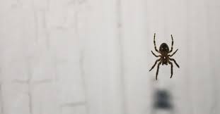 Employing a pest exterminator means your work will probably be done by skilled professionals. Do You Really Need Professional Pest Control Services