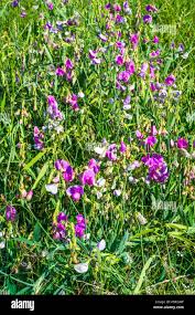 Image result for Sphenostylis