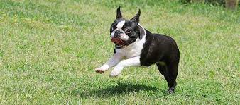Browse thru our id verified puppy for sale listings to find your perfect puppy in your area. Boston Terrier Dog Breed