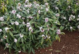 Image result for Synandrodaphne