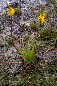 Image result for Bulbine asphodeloides
