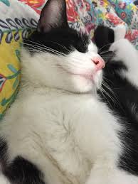 Pin By Lilita Gg On Cats Friends Time Accesories For Cats Pretty Cats Cute Baby Animals Crazy Cats