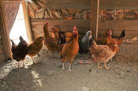 But is the cost of raising backyard chickens really worth the price? A Chicken In Every Yard