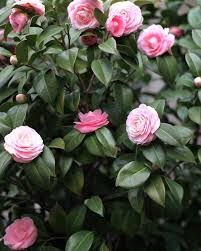 Camelia Camellia Du Japon A Fleurs Doubles Roses Arbuste Persistant Jardin Pot Arbuste Arbustes A Feuillage Persistant Arbustes A Fleurs