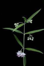 Image result for Gomphocarpus fruticosus