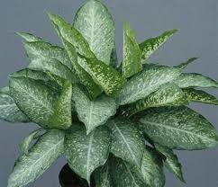 Dieffenbachia Trees To Plant Indoor Plant Care Dieffenbachia Houseplant