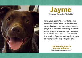 Why do rescue dogs make the best pets? Ten Lovely Adoptable Labs In Michigan Puppy Leaks