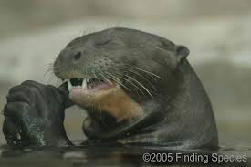 Up until the 1970's the giant otter was hunted for pelts used to make human coats, scarves and other cold weather apparel. Biodiversity Giant Otter