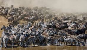 All About Migratory Animals My Animals