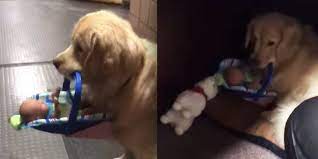 Police Therapy Dog Hilariously Busted For Stealing Donated Toys