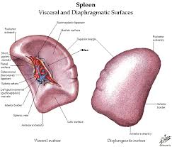 Free Download Abdomen Spleen Liver Anatomy And Physiology Diagrams Anatomy And Physiology Liver Anatomy Basic Anatomy And Physiology