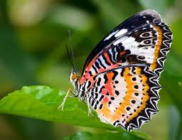 Kết quả hình ảnh cho bướm