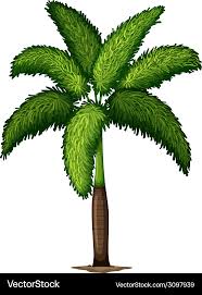 Image result for Wodyetia