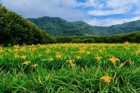 南投日月潭活盆地內的金針花海景色有別於花東 台灣 旅遊 南投 日月潭 traveltaiwan exploretaiwan taiwan ig color beautifuldestinations igta instagram beautiful islands instagram posts