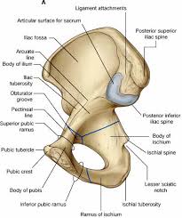 Without your bones, you'd just be one big blob! Http Homepage Ntu Edu Tw Anatomy Teacher Hsieh Anotomy Bone Limb Lower Pdf