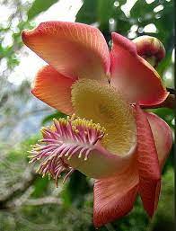 Mar 13, 2017 · the flowers featured in her spring 2016 gallery are prime examples of sue's unique style; The Beautiful Sara Tree Flower Cannonball Kandy Sri Lanka Rare Flowers Unusual Flowers Strange Flowers