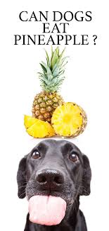 And, as you are slicing up pineapple for yourself, it is tempting to slip your dog a nibble or two. Can Dogs Eat Pineapple And Does Pineapple Stop Dogs Eating Poop