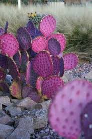 I have found that usda hardiness zones can be misleading, especially in the case of cacti and succulents. 82 Growing Prickly Pear Cactus Ideas Prickly Pear Cactus Prickly Pear Cactus