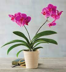 However, you can still have the flowers delivered through contactless. Best Indoor Flower Plants For Beginners Popsugar Home Uk