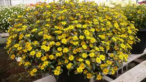 Image result for sanvitalia combine in pots