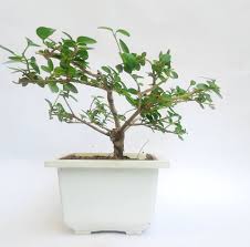 Image result for Premna senensis