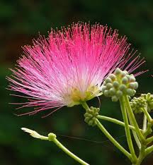 Image result for Albizia grandibracteata