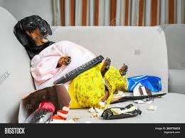 Find the latest tracks, albums, and images from fat dog. Fat Dog Couch Potato Image Photo Free Trial Bigstock