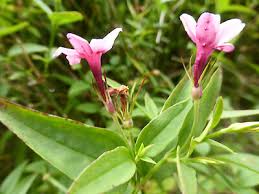 Image result for Jasminum beesianum