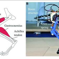 Ligaments are strong bands of tissue that connect bones to each other and keep your joints stable. Pdf Series Elastic Behavior Of Biarticular Muscle Tendon Structure In A Robotic Leg