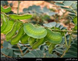 Image result for Senna italica