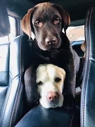 Labs are sociable, affectionate, and loyal. Rustic Ridge Labradors About Us
